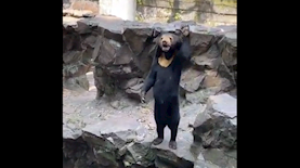 אנגלה מנפנפת לשלום, צילום: טוויטר